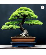 20 Semillas de Árbol Bonsai de Alerce Japonés para Plantar - $11.88