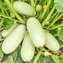 25 Zucchini Squash Summer Trieste White Courgette Bianca Di Cucurbita Pepo Garde - £8.56 GBP