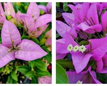 SILHOUETTE Bougainvillea Small Well Rooted Starter Plant - $40.93