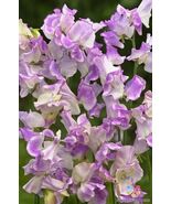 50 Pulsar Sweet Pea Seeds - $157.68 MXN