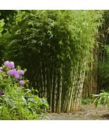 40 Seeds Fargesia fungosa Bamboo - €10,01 EUR