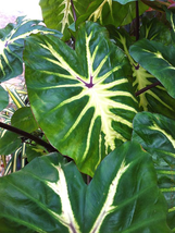 White Lava Elephant Ear Colocasia Live Plant Gardening - $49.99