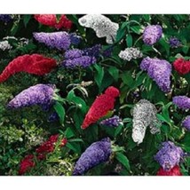 25 Buddleia Butterfly Bush Mix   Flower Seeds Fresh Seeds USA - £17.59 GBP