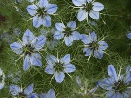 Black Cumin Seeds Nigella Sativa Seeds Culinary Plant Multiple Quantities - £2.99 GBP