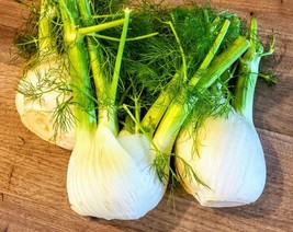 SML Dragon Fennel Seeds 200 Organic Florida Grown Host Bulk Seeds - $12.69