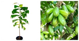 12”- 24” Bilimbi Cucumber Tree (averrhoa bilimbi) live fruit tree  - £67.85 GBP