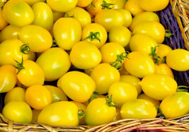 FMG 40 Seeds Tomato Yellow Plum Tomato Groco* Fast Grow - $9.25