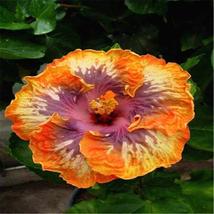 PURPLE WITH ORANGE COLOUR EXOTIC RARE HIBISCUS for garden flower beds pl... - £9.87 GBP