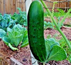 40 Beit Alpha Cucumber Seeds Organic Self Pollinating Greenhouse Gardening Fresh - $10.00