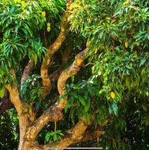 Tropical Fruit Tree: Mango Mahachanok (mangifera)  12 to 24 Inches live plant - £46.59 GBP