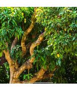 Tropical Fruit Tree: Mango Mahachanok (mangifera)  12 to 24 Inches live ... - £45.73 GBP