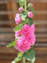 seeds Chaters Double Bright Pink Hollyhock Flower - £3.19 GBP