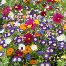 Wildflower Mix Royal Meadow 8 Species Butterflies 350 Seeds Fresh Garden USA SEL - £7.48 GBP