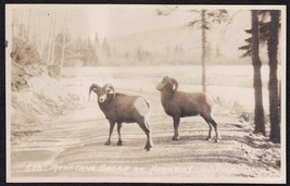 Mountain Sheep on Canadian Highway RPPC Byron Harmon, Banff, Canada #586 - $12.25