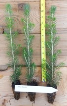 Sitka Spruce Hardy Windbreak Timber Wildlife Tree Potted Seedling - £32.36 GBP