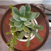 Succulents in Ceramic Planter, Live Arrangement in White Plant Pot, Give Thanks image 3