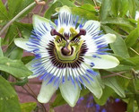 Sale 10 Seeds Blue Crown Passion Flower Vine Passiflora Caerulea  USA - $9.90