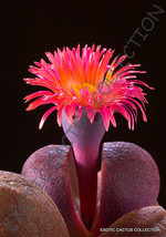 Rare Pleiospilos Nelii Royal Flush @@ Mesembs Living Stones Cactus Seed 20 Seeds - £7.30 GBP