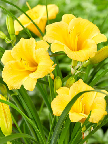 SEPTH 10 Stella D&#39;Oro Daylily Bare Root Mini Border Lily Cold Hardy Pere... - $7.48