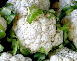 Cauliflower Snowball Y Improved, Cruciferous, Non-GMO, Self Blanching, #47 - $1.95