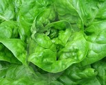 Lettuce Seeds 500 All Year Round Butterhead Green Salad Garden Fast Ship... - $8.99