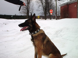 STAR CONCHO 1 1/2 IN DOG TRAINING COLLAR CUSTOM MADE SCHUTZHUND POLICE K9 - $36.62