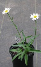 Shasta Daisy Live Starter Plant, Easy care / Low maintenance - £22.34 GBP