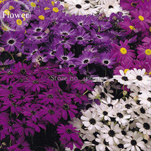 US Seller Brachycome Swan River Daisy Mixed Flowers 20 Seeds Ornamental Flowers - £8.96 GBP