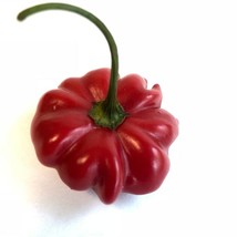 Brazilian Star Fish Capsicum Baccatum Seeds Fresh Seeds USA Seller - $12.50