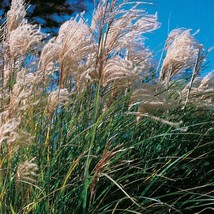 Purple Fountain Grass 50 Seeds Pennisetum Setaceum Fresh Seeds - £6.72 GBP