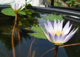 Lily Tuber Pond Plant Koi Nymphaea Dauben yana Blue Tropical Rhizome Liv... - £22.84 GBP