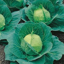 4000 Cabbage Seeds Golden Acre Fresh Fresh Seeds USA - $12.56