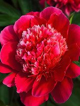 20 Seeds Xinniang Series Deep Red Peony Seeds Velvety Inner Stamens Gardening - $6.62