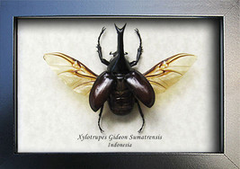 Siamese Rhinoceros Xylotrupes Gideon Real Beetle Entomology Framed Display - $64.99