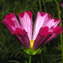 Cosmos Bipinnatus Sea Shells Seed Fresh Seeds - £9.24 GBP