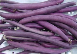 Royal Burgundy Greenpod Bush Bean Seed  Heirloom Garden Beans Seeds ?Oz From US - £8.82 GBP