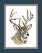 Deer Buck Head Wildlife Canvas Art Print Various Border Matting Colors - £11.91 GBP+