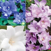 40+ PLATYCODON DOUBLE BALLOON MIXED FLOWER SEEDS (BLUE, WHITE, PINK )  - £7.73 GBP