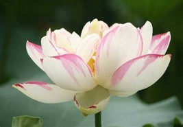 &#39;Shalina&#39; White Lotus Flower Water Lily Flower Aquatic Plants DIY, 1 SEEDS D - $10.35