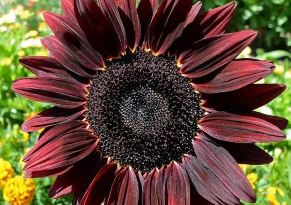 100 Red Sunflower Chocolate Cherry Flower Many Branches Blooms Fresh Seeds - £11.16 GBP