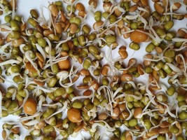 Protein Bean Sprouting Seed Blend - Organic &amp; Non Gmo - Heirloom Seeds -... - £8.59 GBP