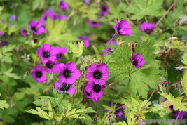 25+ Ann Folkard Geranium Seeds - $8.48