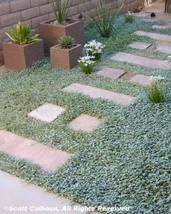 1000 Seeds DICHONDRA Repens aka Lawn Leaf Flower Evergreen Ground Cover - £13.67 GBP