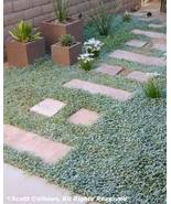 1000 Seeds DICHONDRA Repens aka Lawn Leaf Flower Evergreen Ground Cover - £13.47 GBP