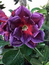 From US 4 Fushia Magenta Desert Rose Seeds Adenium Obesum Flower Exotic Garden S - £8.78 GBP
