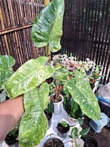 Real Photo Philodendron Jose Buono Variegated Big Size - £109.30 GBP
