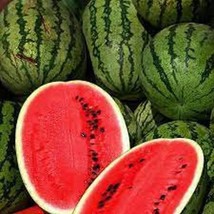 All Sweet Watermelon - Organic, Heirloom Seeds - One Of The Sweetest Eve... - $8.98