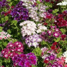 Fresh Flower Grandiflora Choice Mix Phlox 50 Seeds - £6.32 GBP