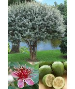 Pineapple Guava Feijoa Sellowiana Well Rooted Starter Plant Grow Sweet F... - $37.98