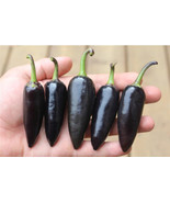 SGHOST Black Jalapeno 12 Seeds USA Seller - £6.16 GBP